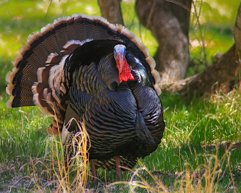Turkey with Fanned Tail — Green