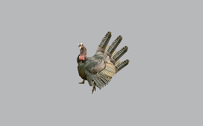 turkey with fanned tail