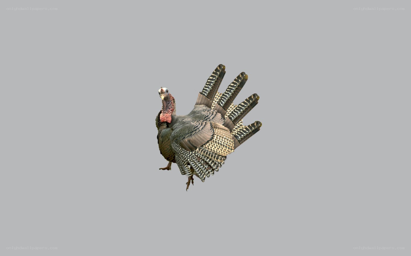 turkey with fanned tail