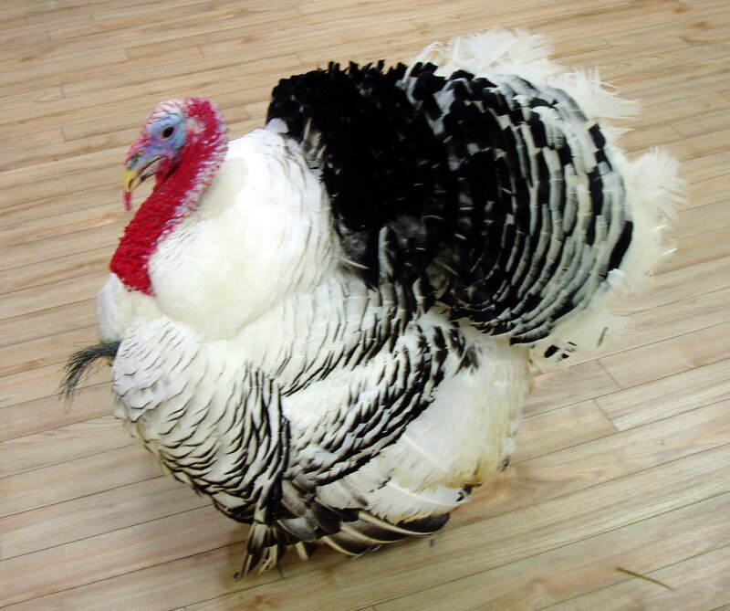 turkey with red head