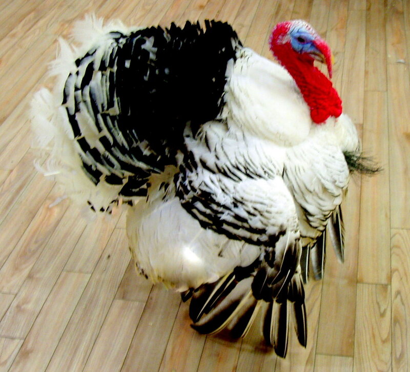 turkey with red head