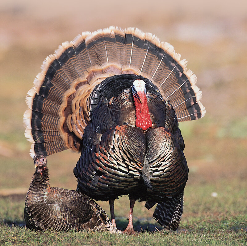 Turkeys in a field