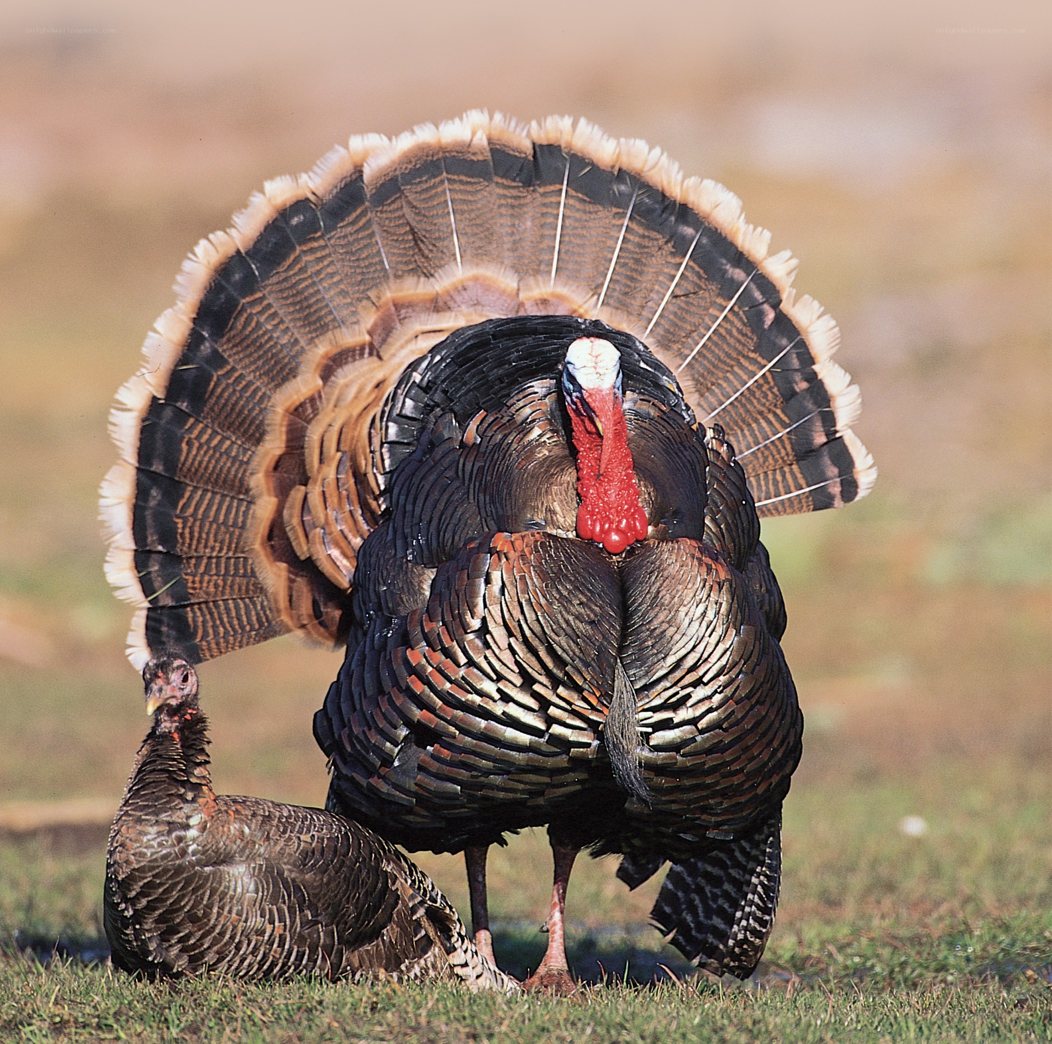 Turkeys in a field