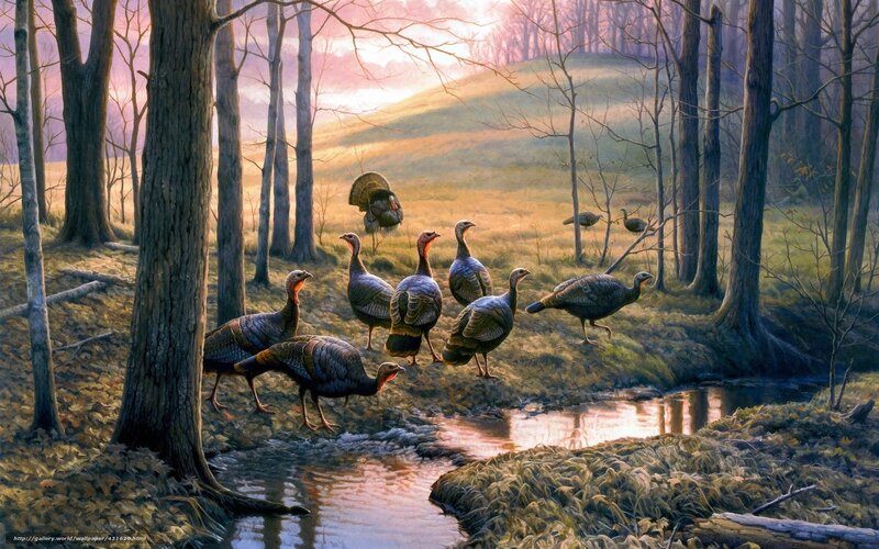 Turkeys in a forest stream