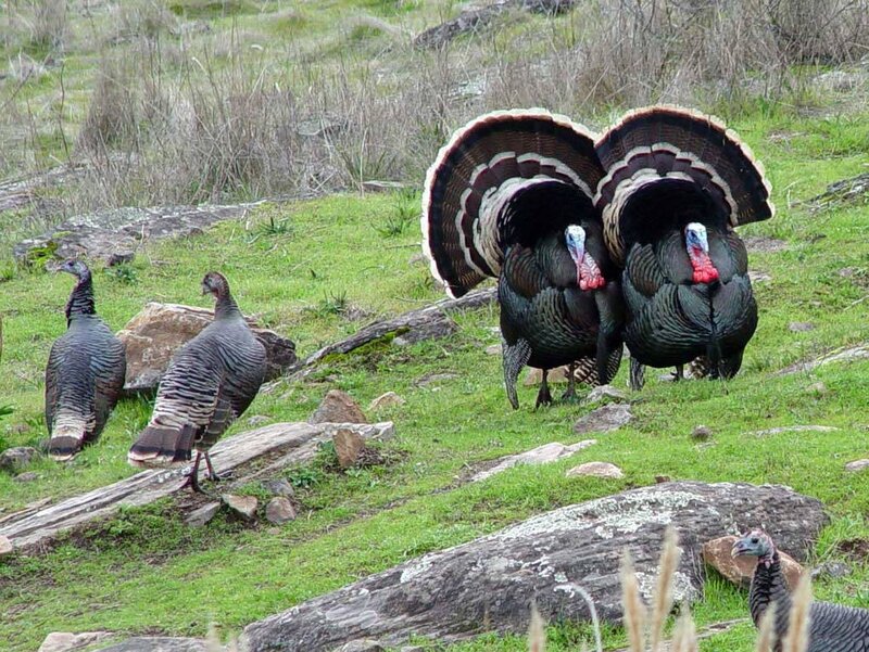 Turkeys in a grassy field