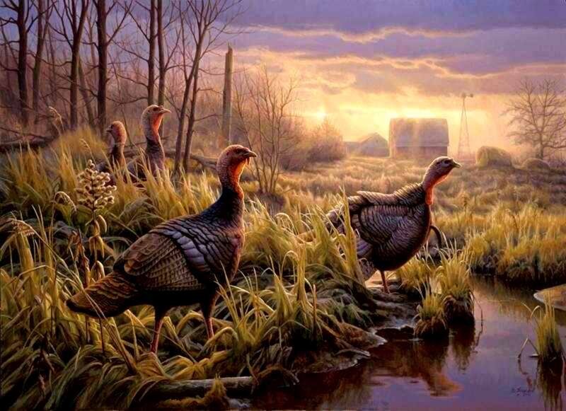 Turkeys in a Marsh