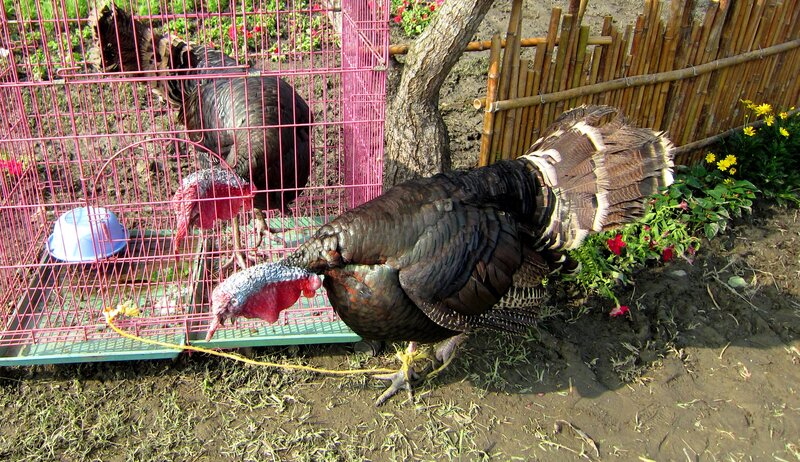 Turkeys in a Yard