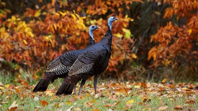 Turkeys in autumn foliage