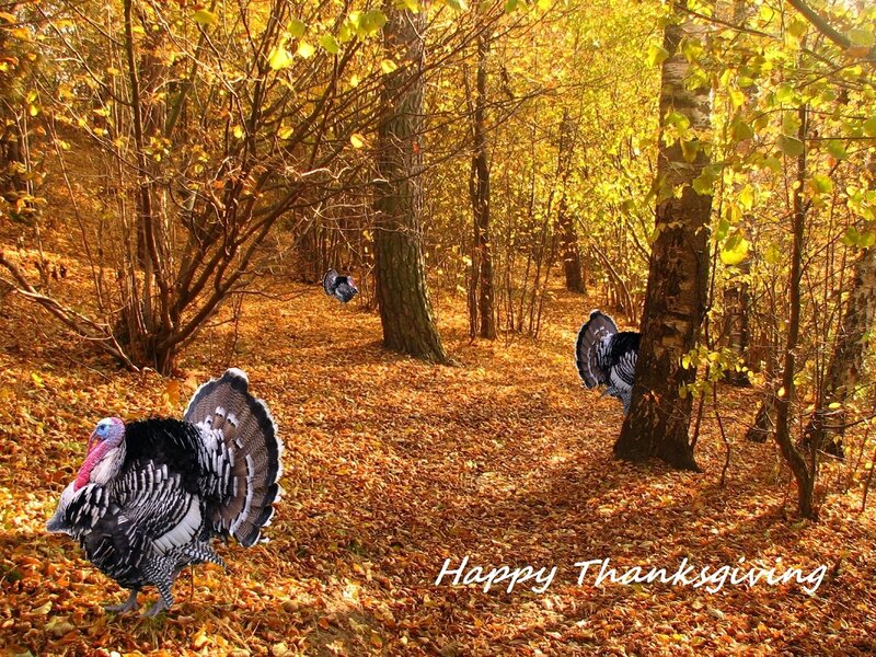 Turkeys in Autumn Forest
