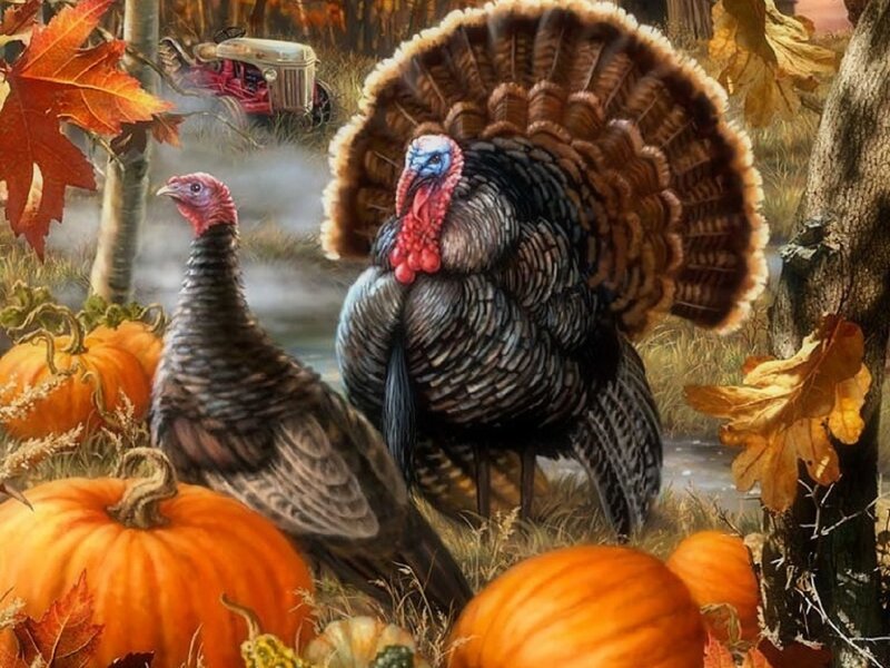 Turkeys in Autumn
