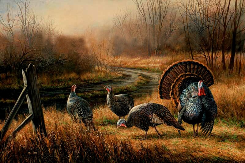 Turkeys in Field