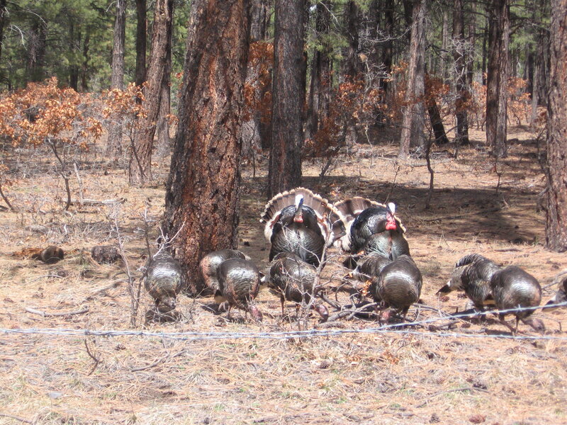 Turkeys in Forest — Brown, Natural