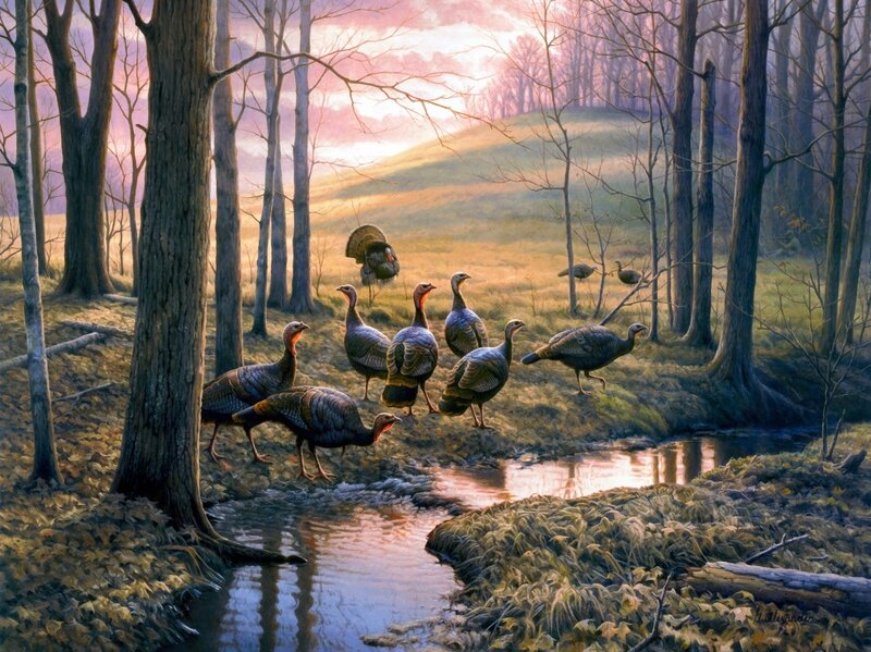Turkeys in Forest — Brown, Serene