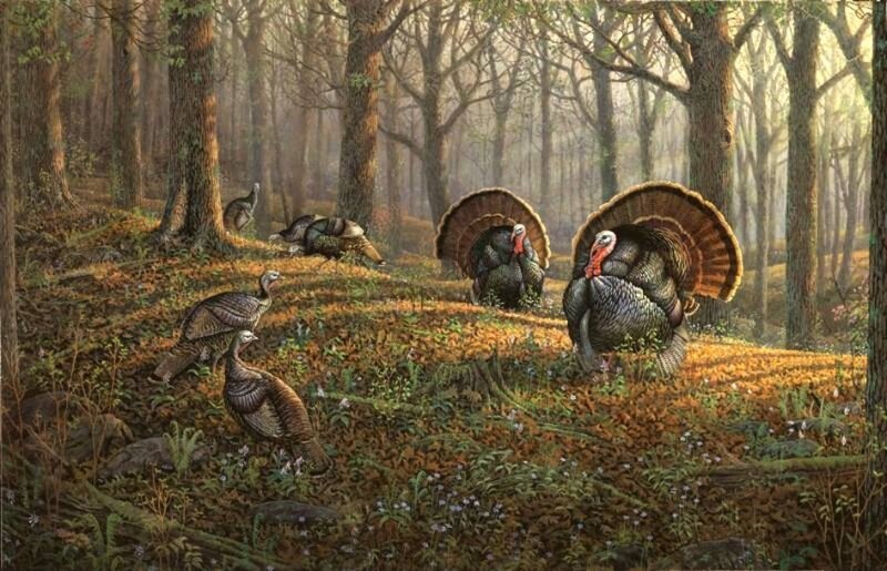 Turkeys in Forest