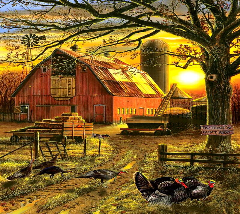 Turkeys on Farm