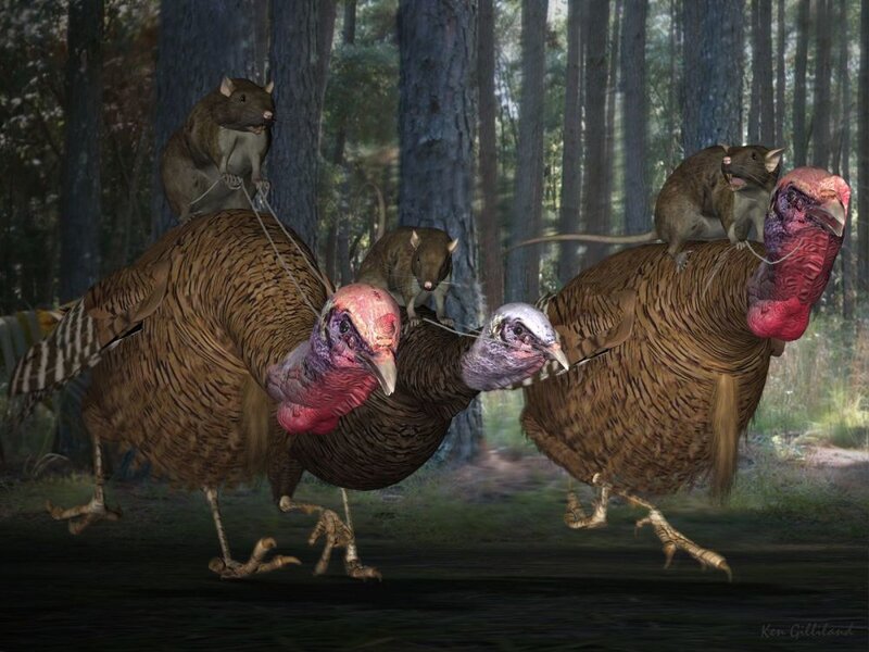 Turkeys with rats in forest