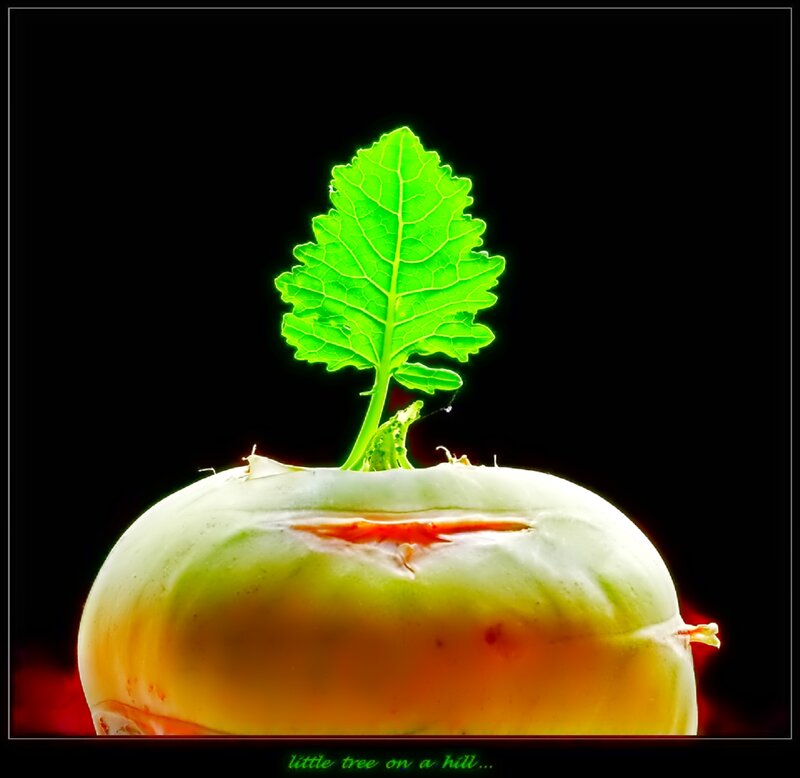 Turnip with Green Leaf