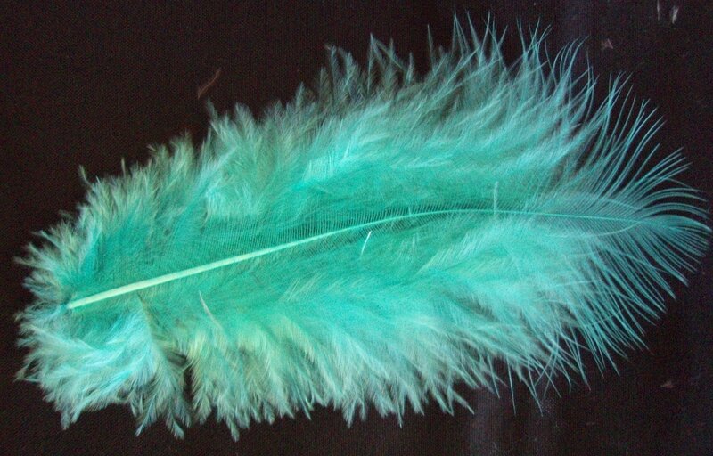 Turquoise Feather