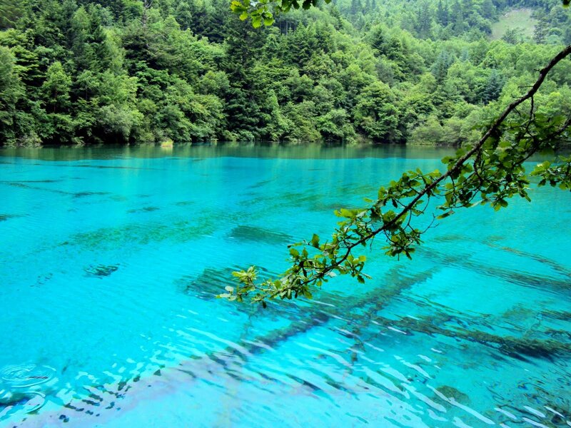 Turquoise Lake in Forest — Blue, Serene, Afternoon, Photograph, Trees, Branch