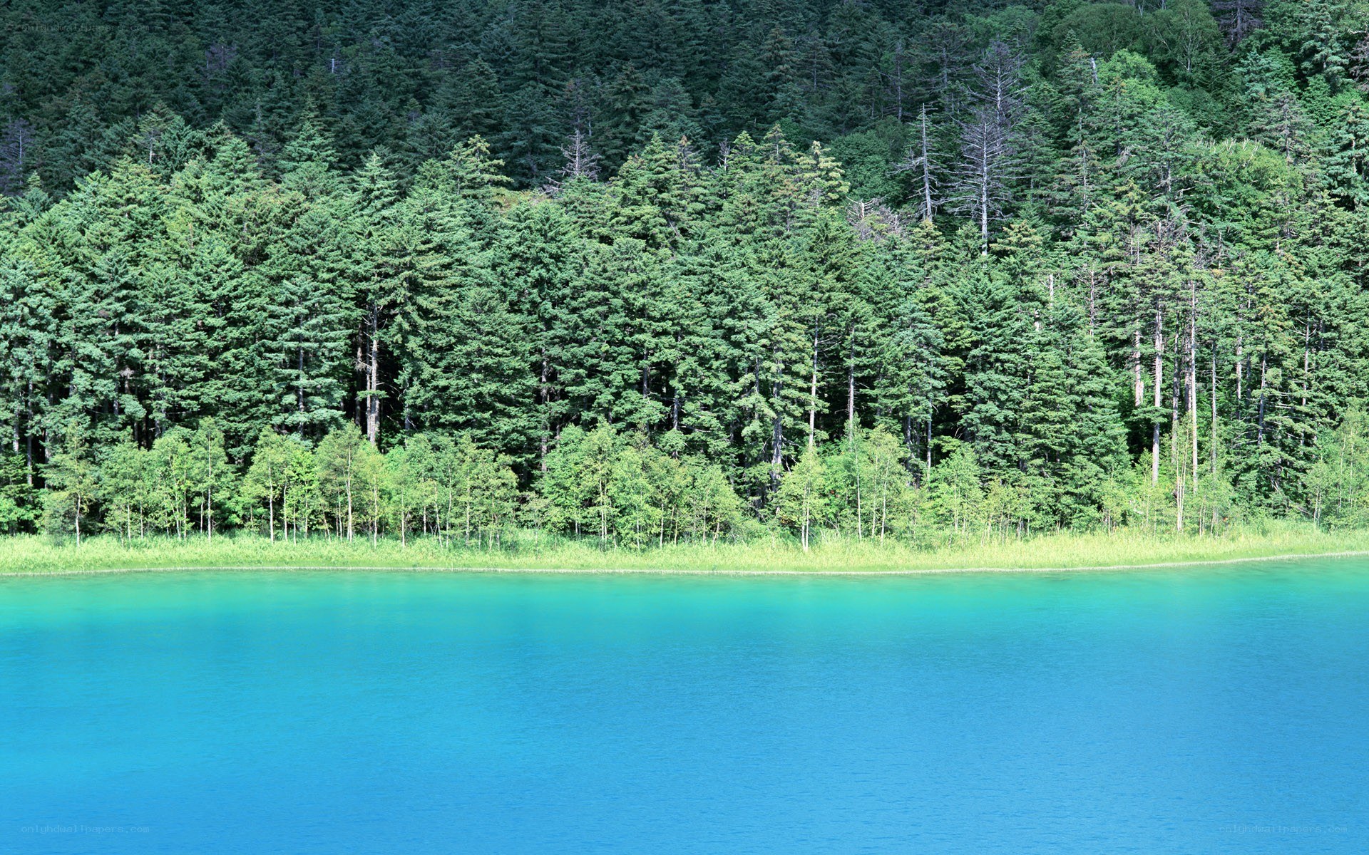 Turquoise lake with forest
