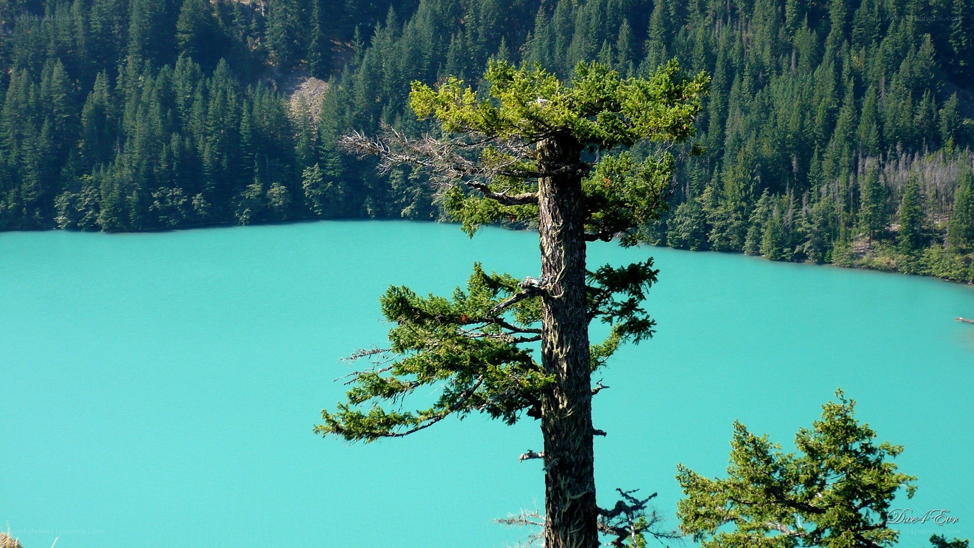 Turquoise lake with forest backdrop