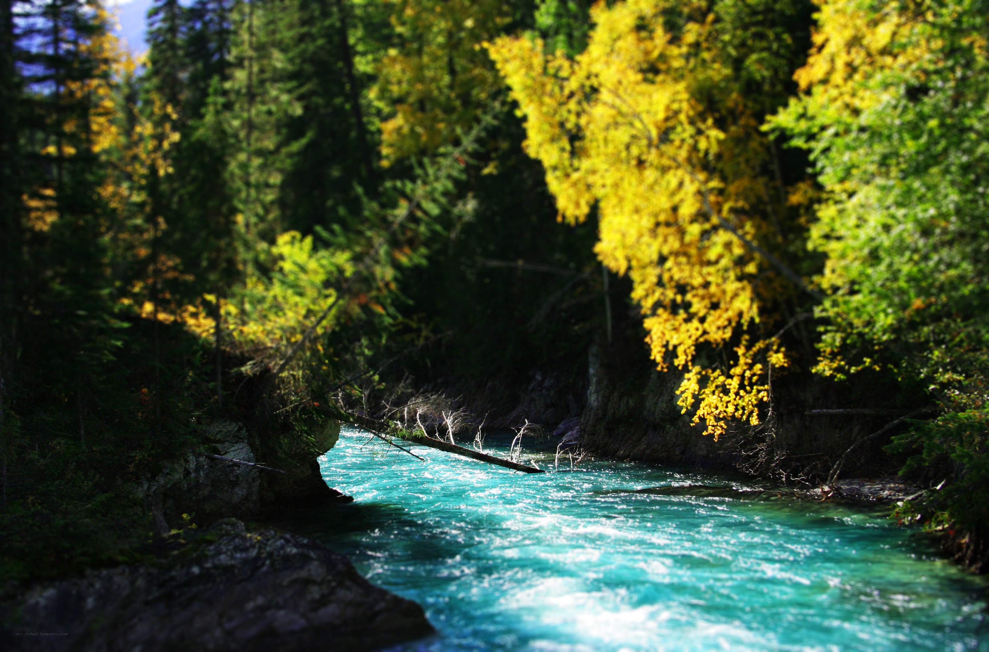 Turquoise river in autumn forest