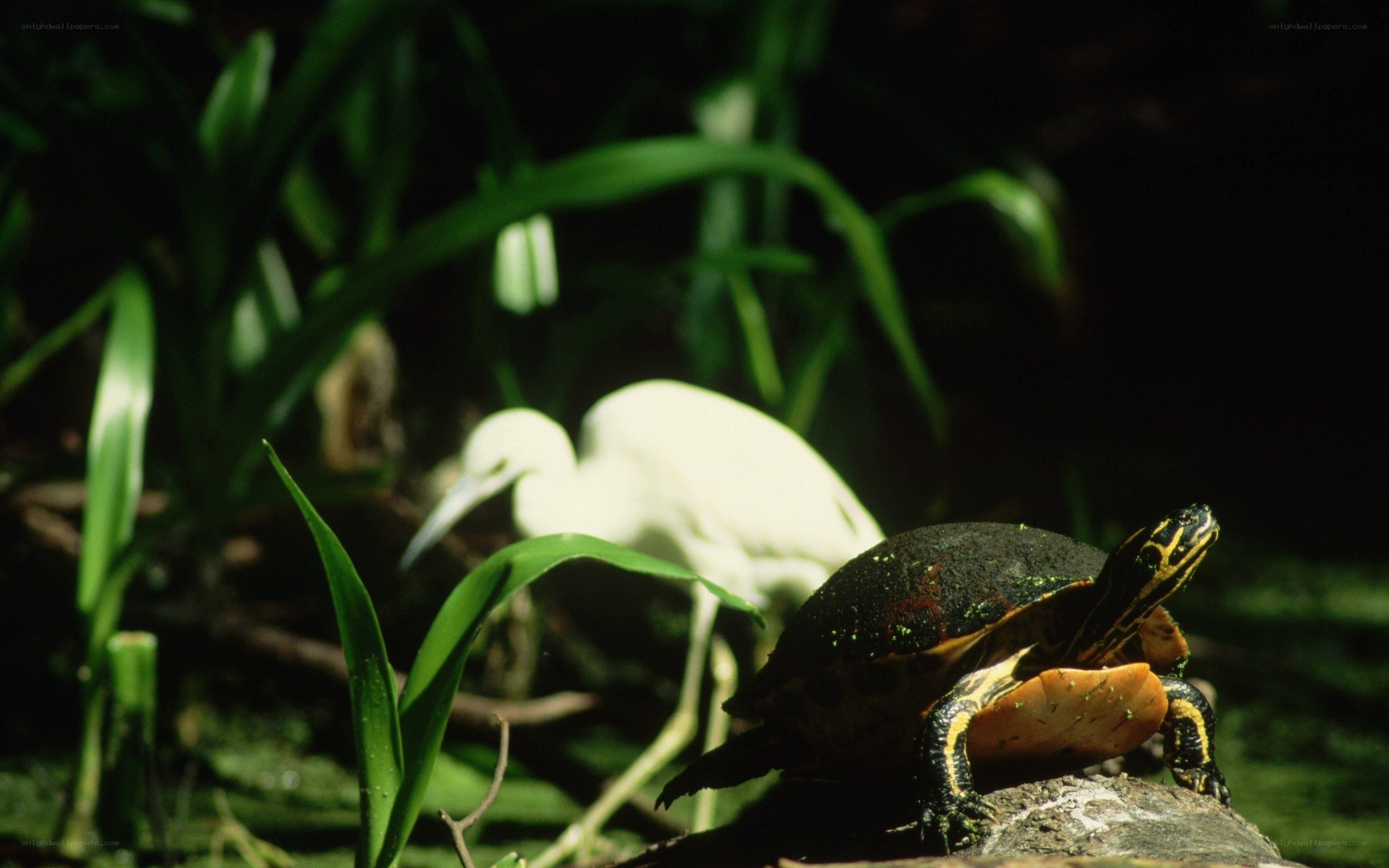 Turtle and egret in wetland