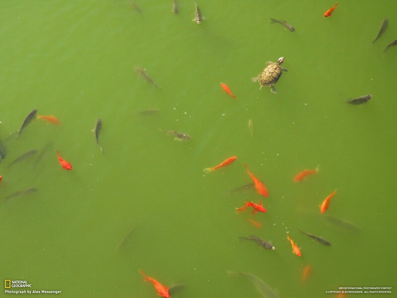 Turtle and fish in green water