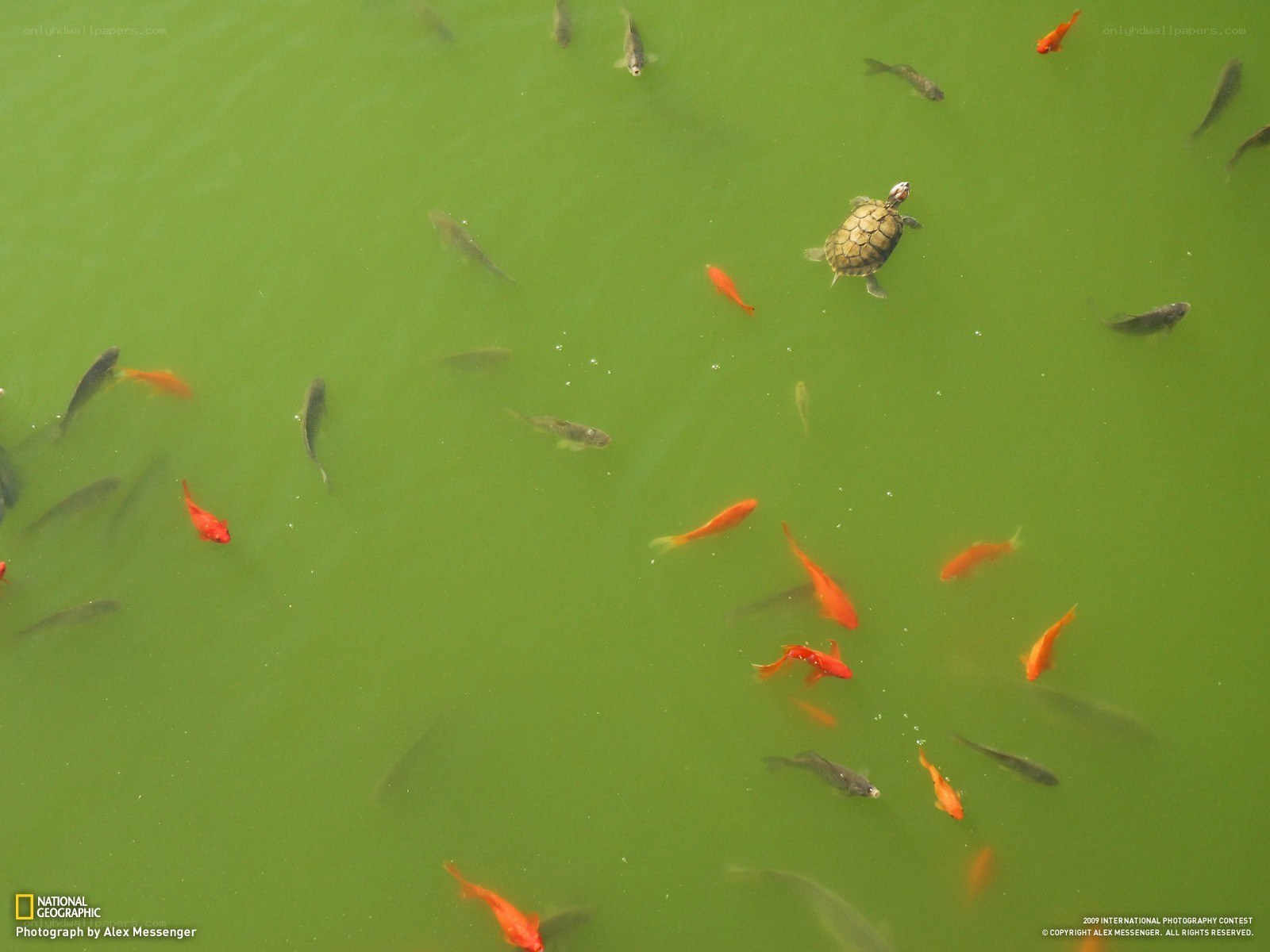 Turtle and fish in green water