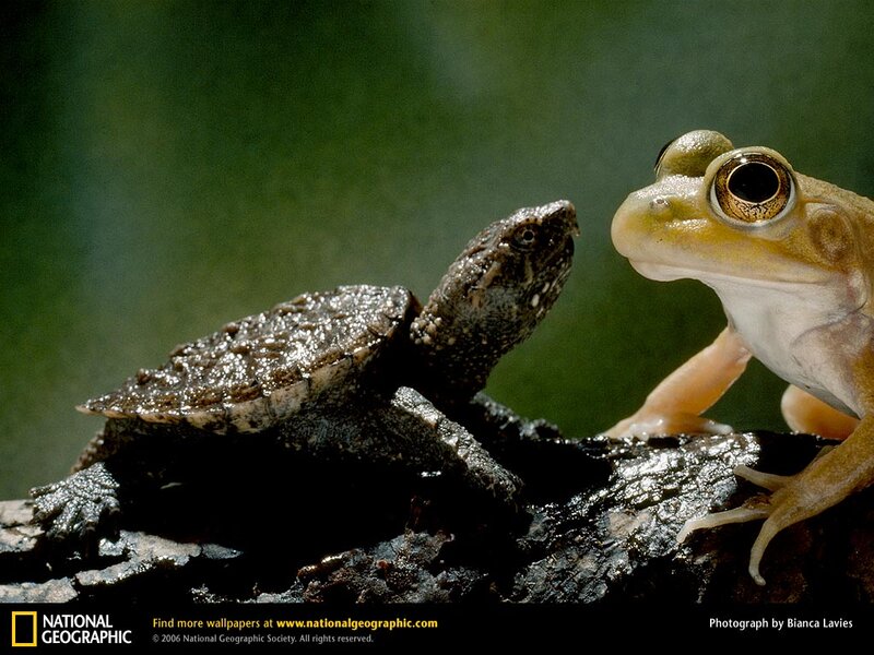 Turtle and frog on a log