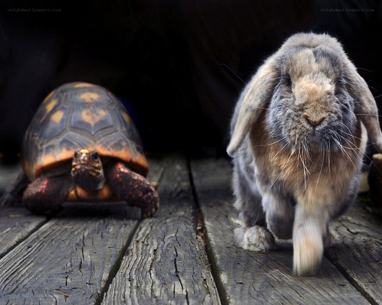 turtle and rabbit on wood