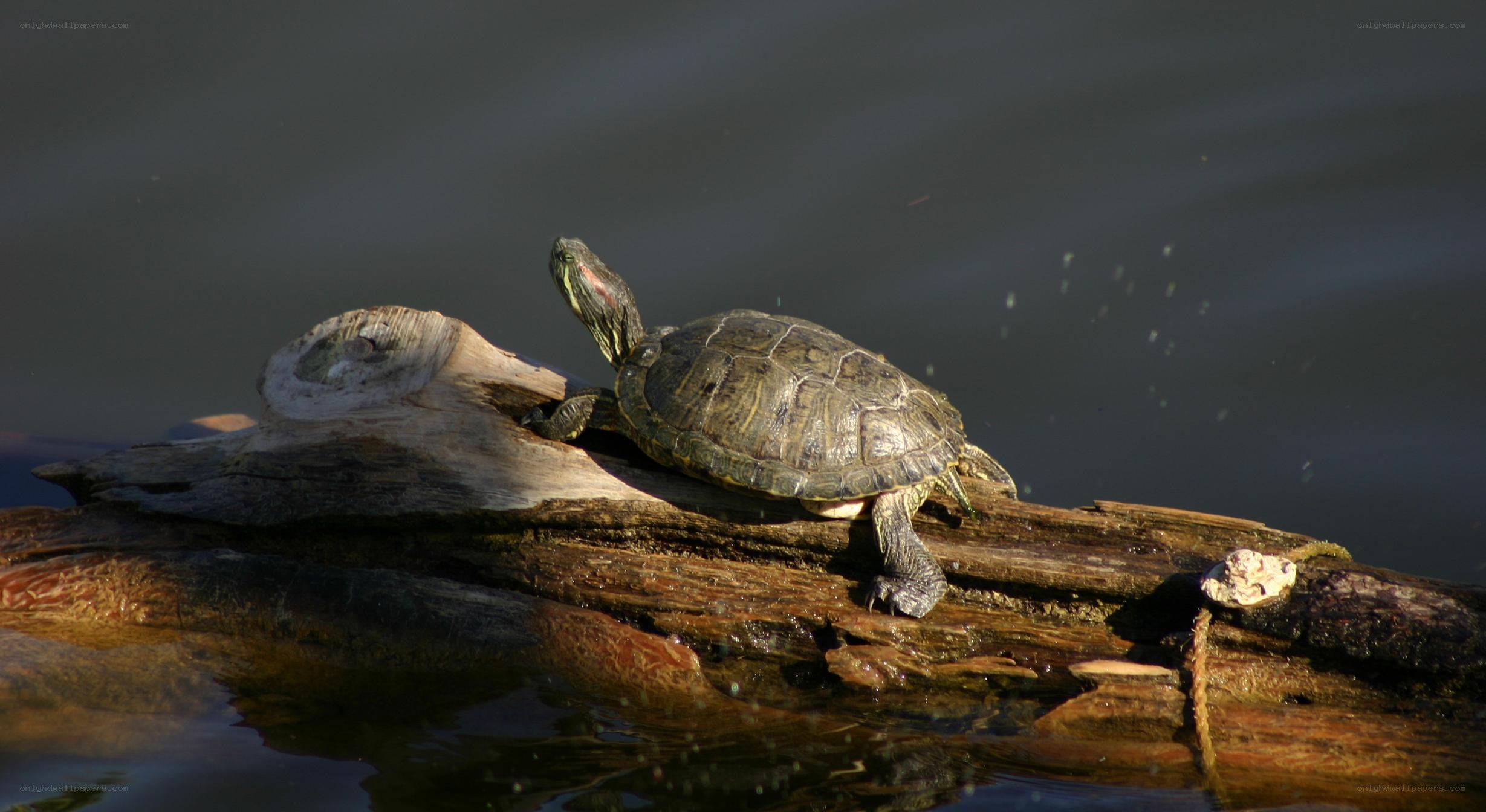 turtle basking on a log