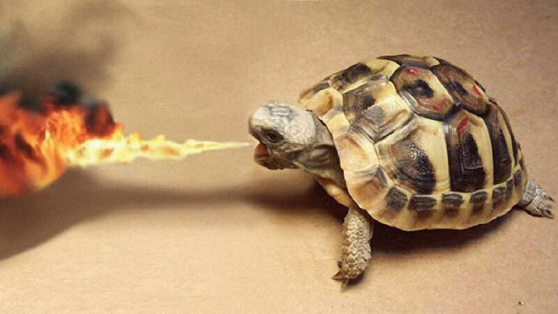 turtle breathing fire