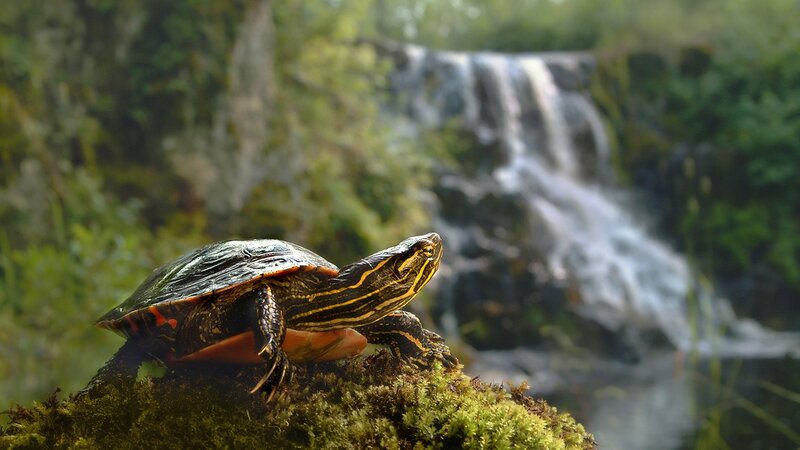 turtle by a waterfall