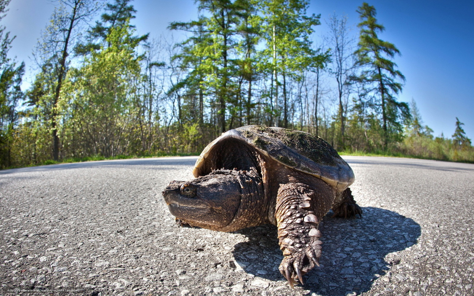 turtle crossing the road