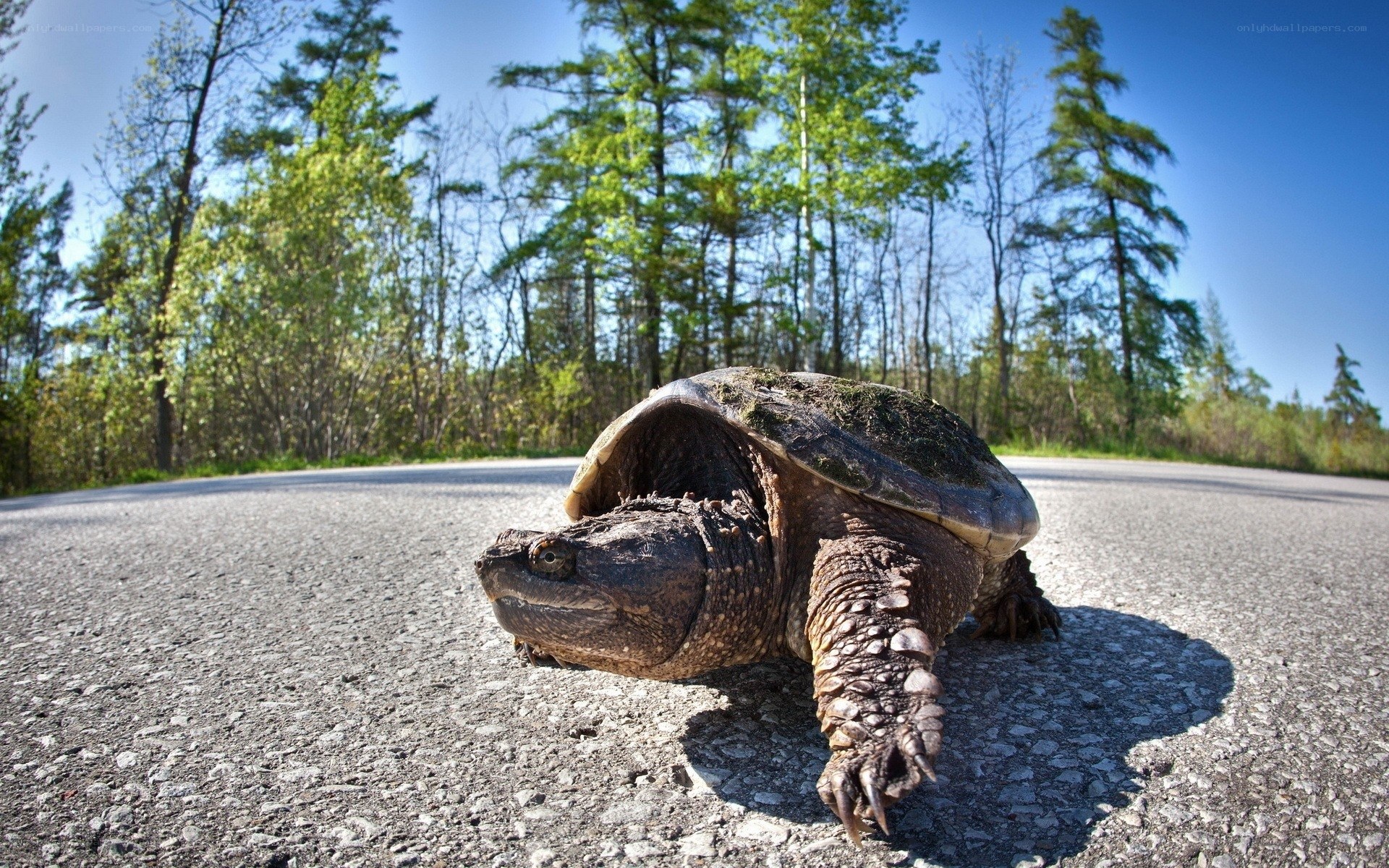 turtle crossing the road