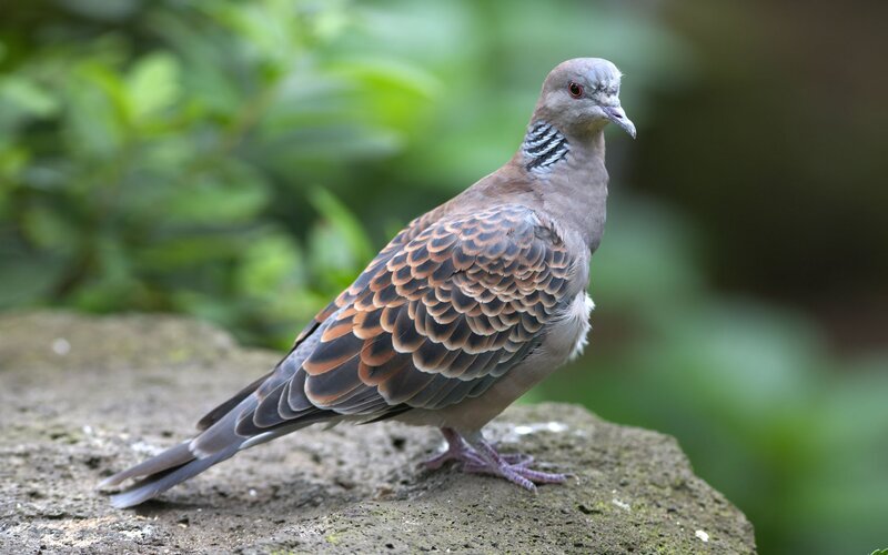 turtle dove perched on rock