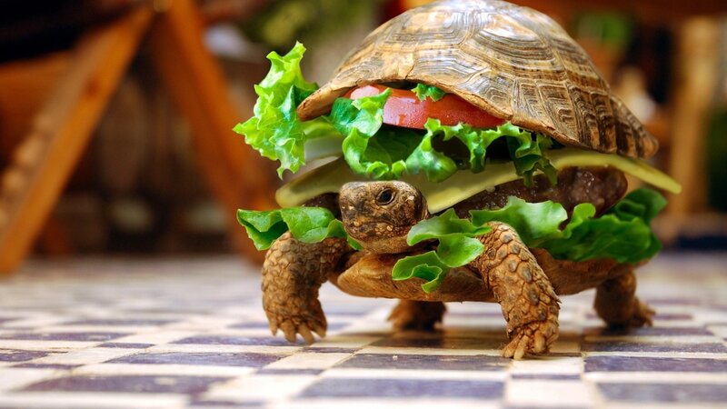 turtle dressed as a burger