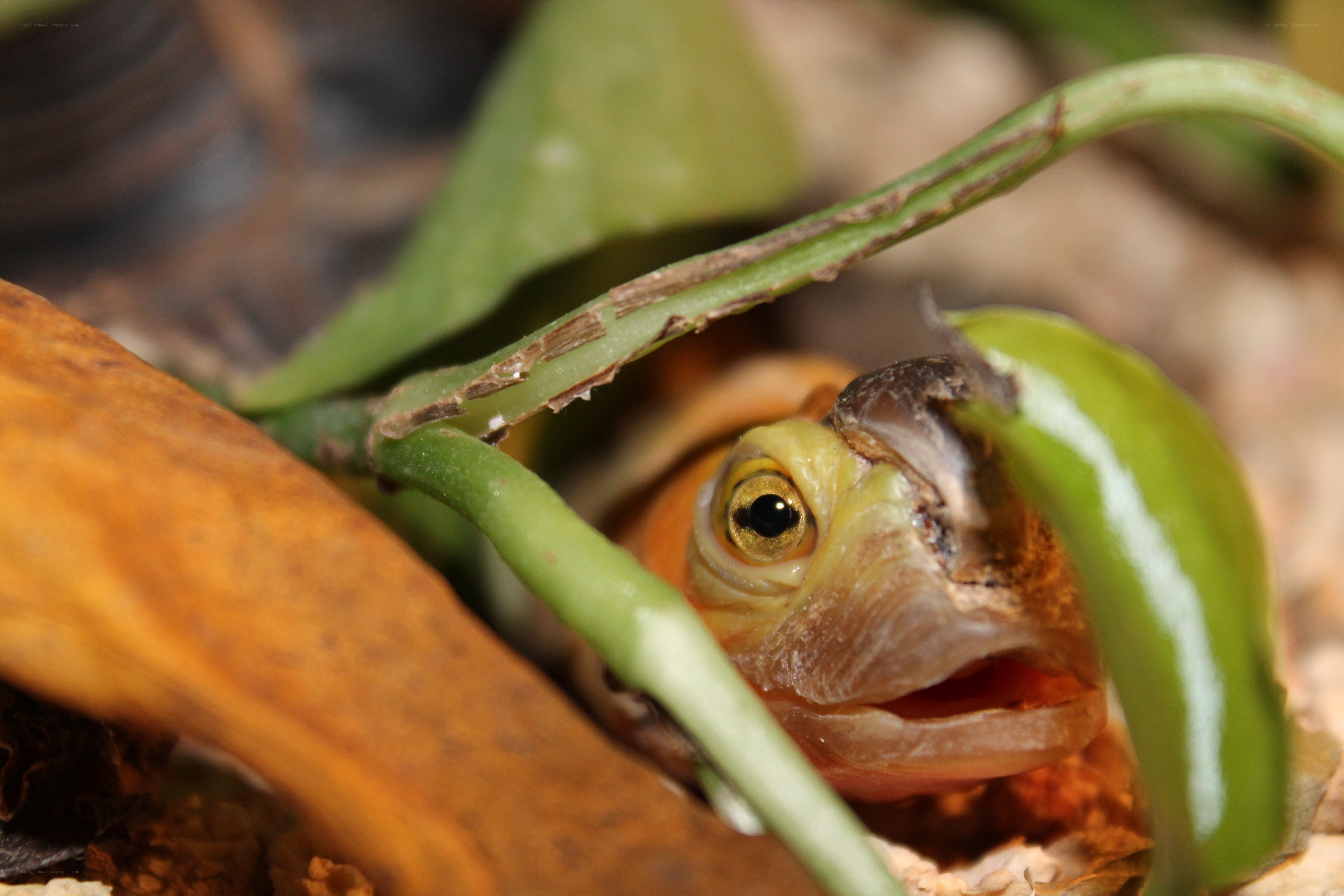 turtle eating a leaf