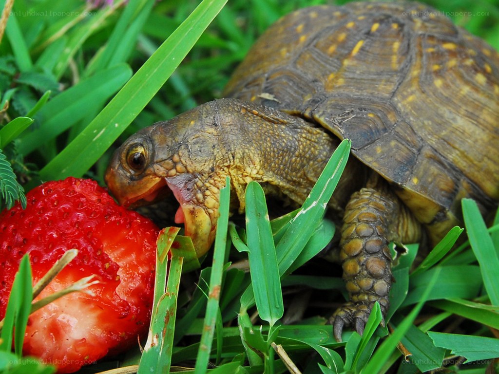 turtle eating a strawberry