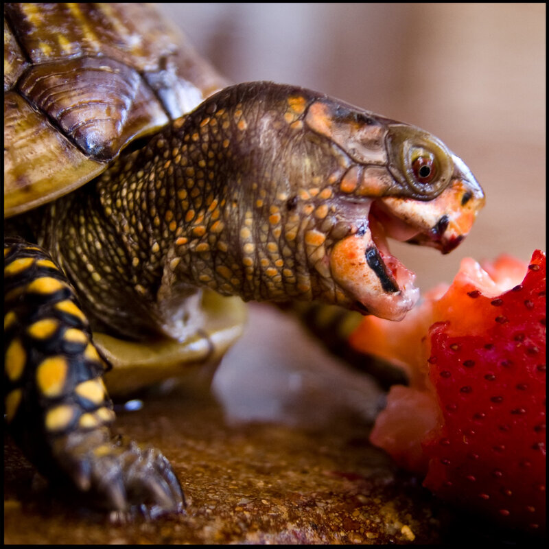 turtle eating a strawberry
