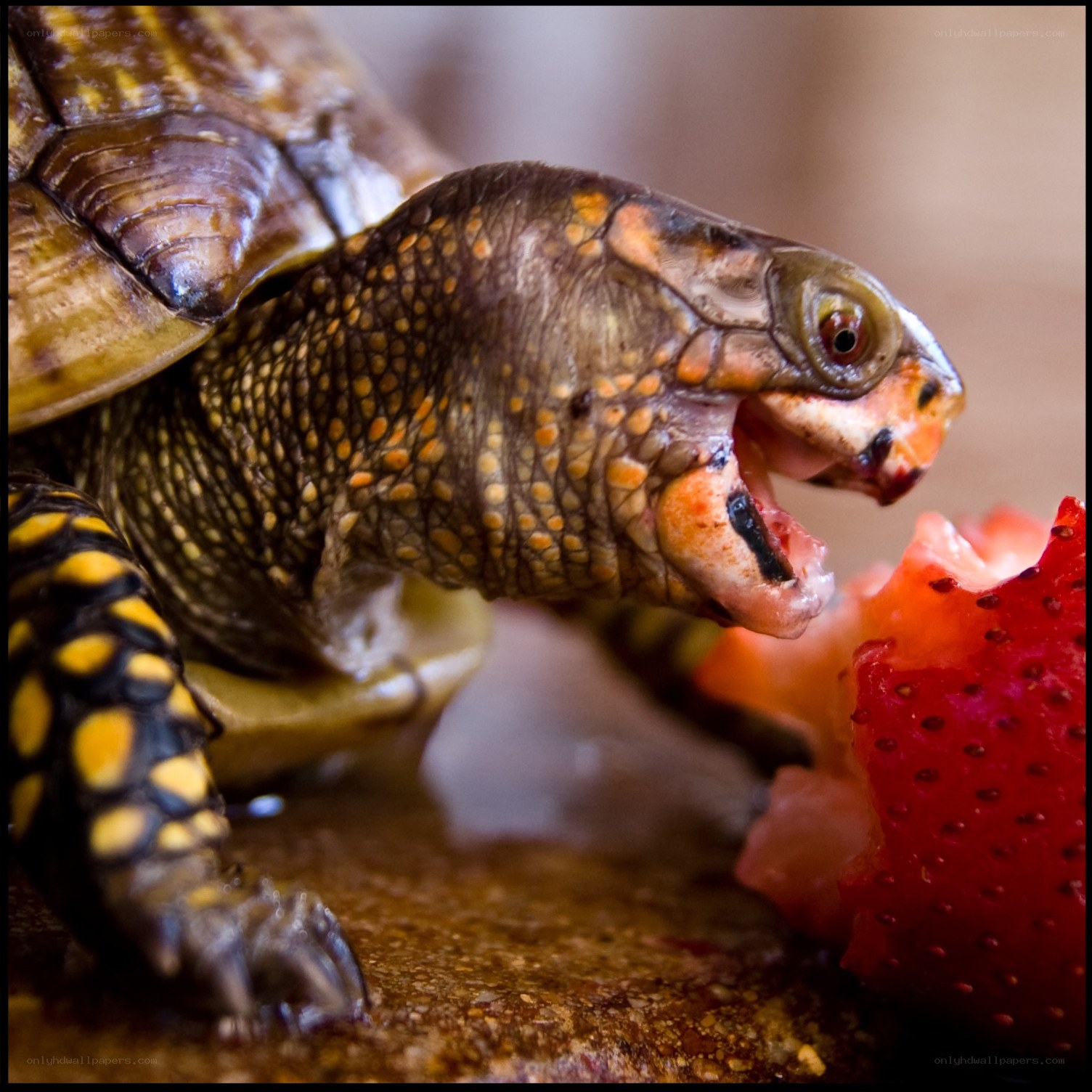 turtle eating a strawberry