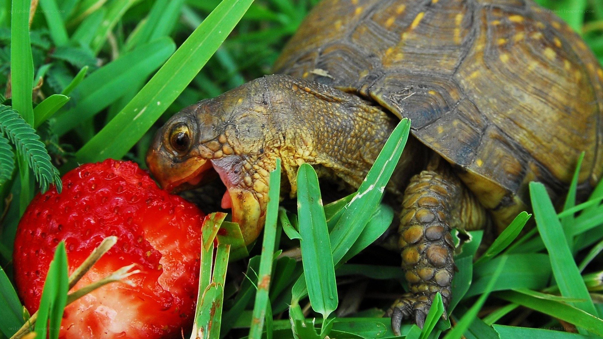 turtle eating a strawberry