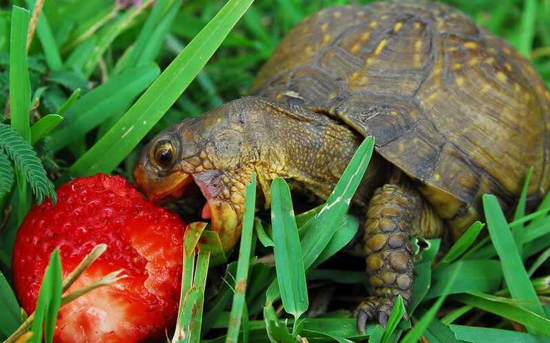 turtle eating a strawberry