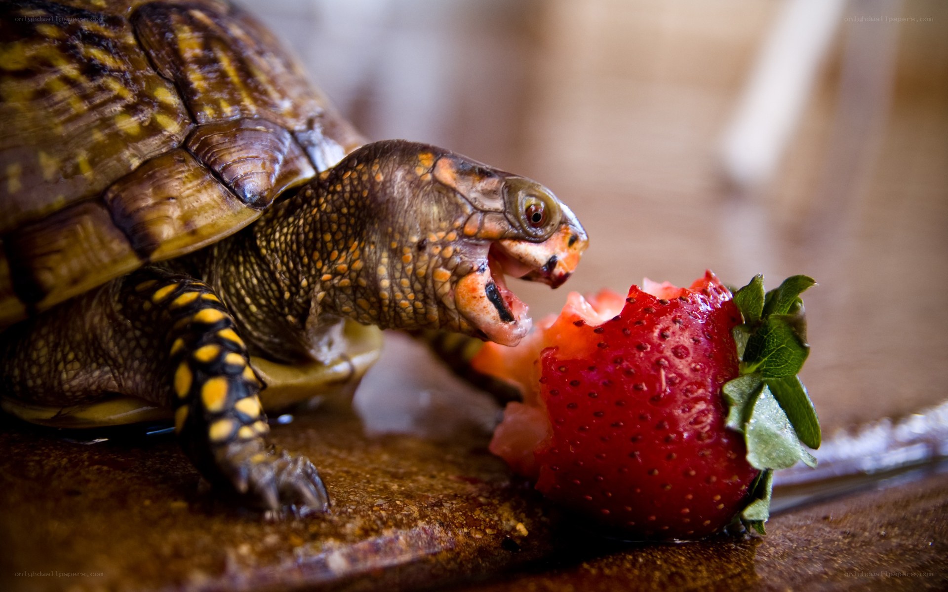 turtle eating a strawberry