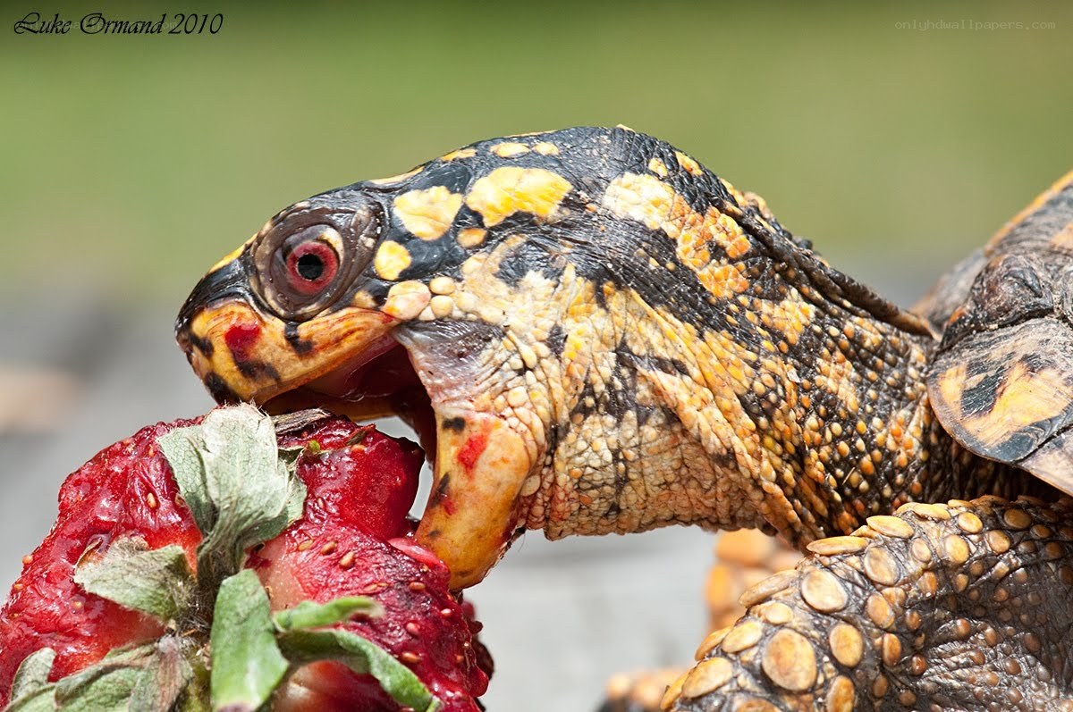 turtle eating a strawberry