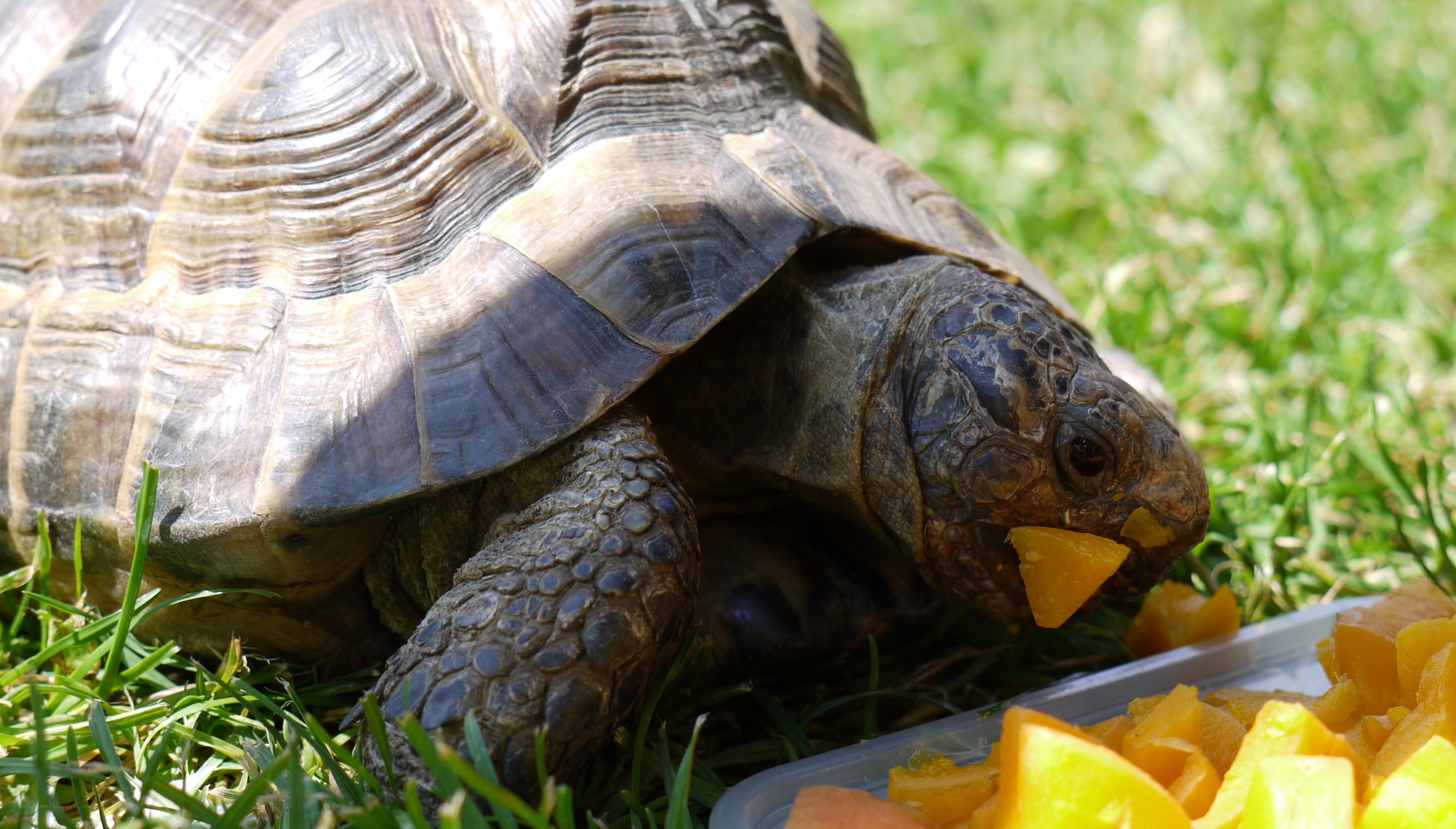 turtle eating fruit on grass