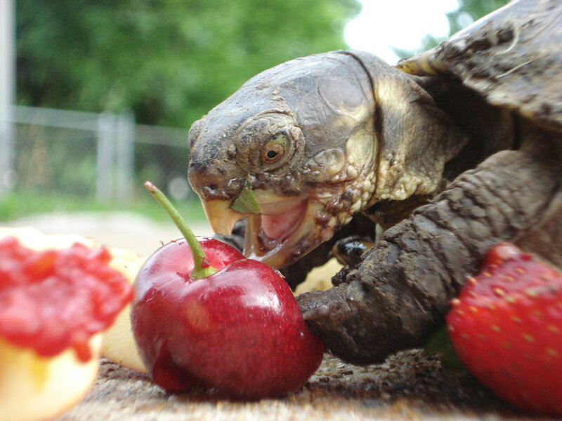 turtle eating fruit