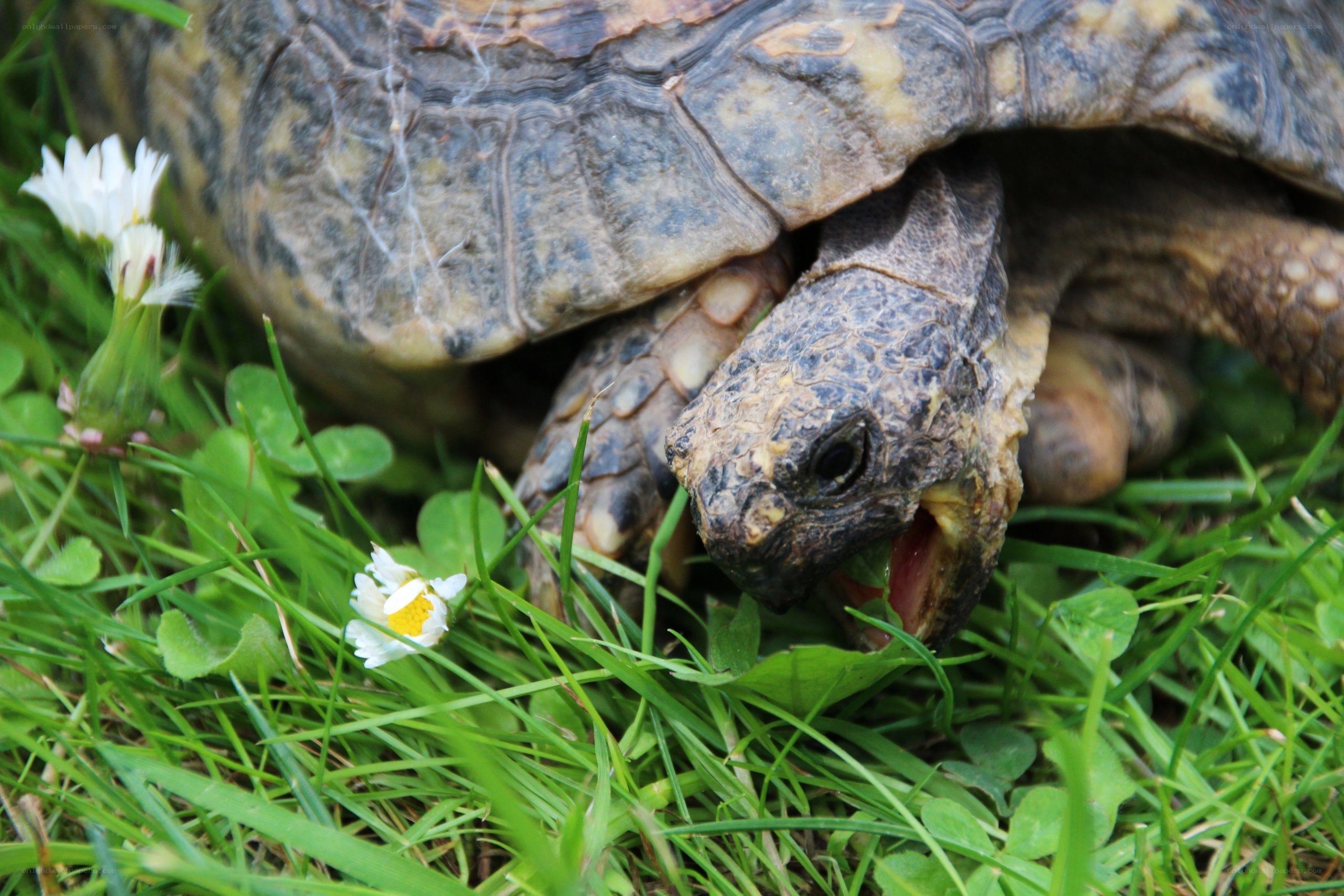 turtle eating grass