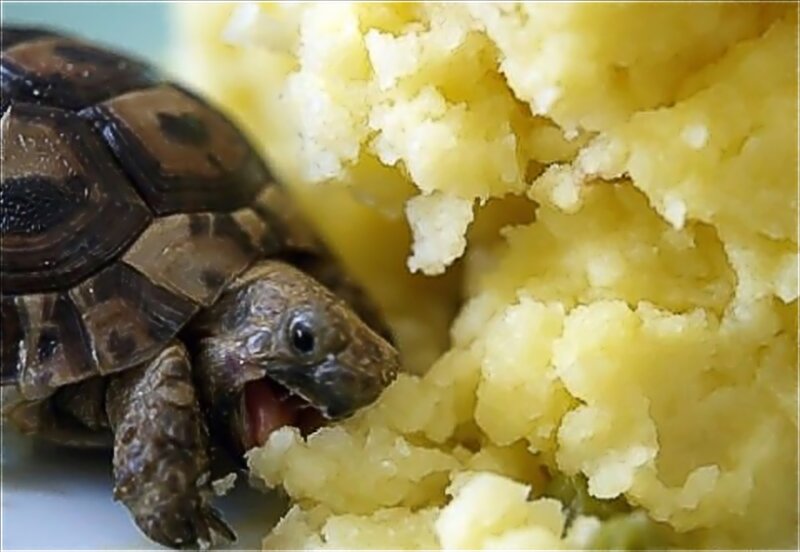 turtle eating mashed potatoes